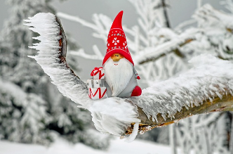 Kerstkabouter met witte baard in rode puntmuts staat op een tak in de boom. De takken liggen vol met sneeuw.